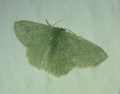 Phaiogramma faustinata