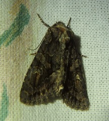 Dryobotodes tenebrosa