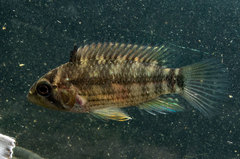 Apistogramma