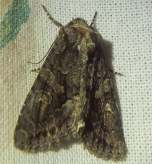 Dryobotodes tenebrosa