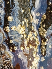 Chthamalus stellatus