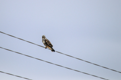 Buteo lagopus