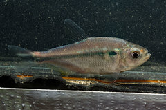 Characidae