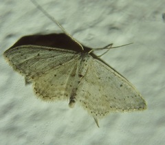 Idaea minuscularia