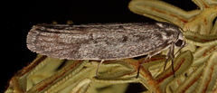 Palimmeces hemiphanes
