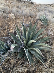 Agave palmeri