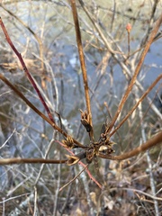 Rhododendron