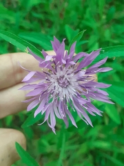 Centaurea nigrescens