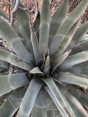 Agave palmeri