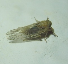 Pentastiridius
