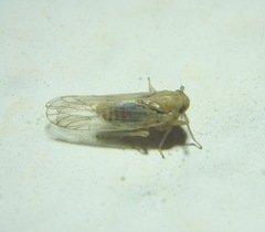 Pentastiridius