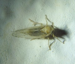 Pentastiridius