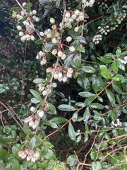 Berberis glaucocarpa