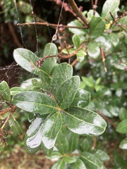 Berberis glaucocarpa