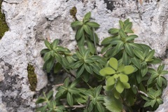 Euphorbia acanthothamnos