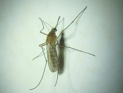 Culex pipiens