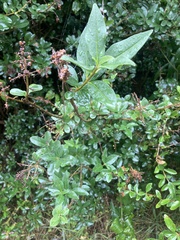 Berberis glaucocarpa