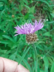 Centaurea nigrescens