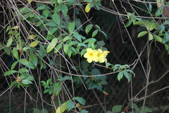 Allamanda cathartica