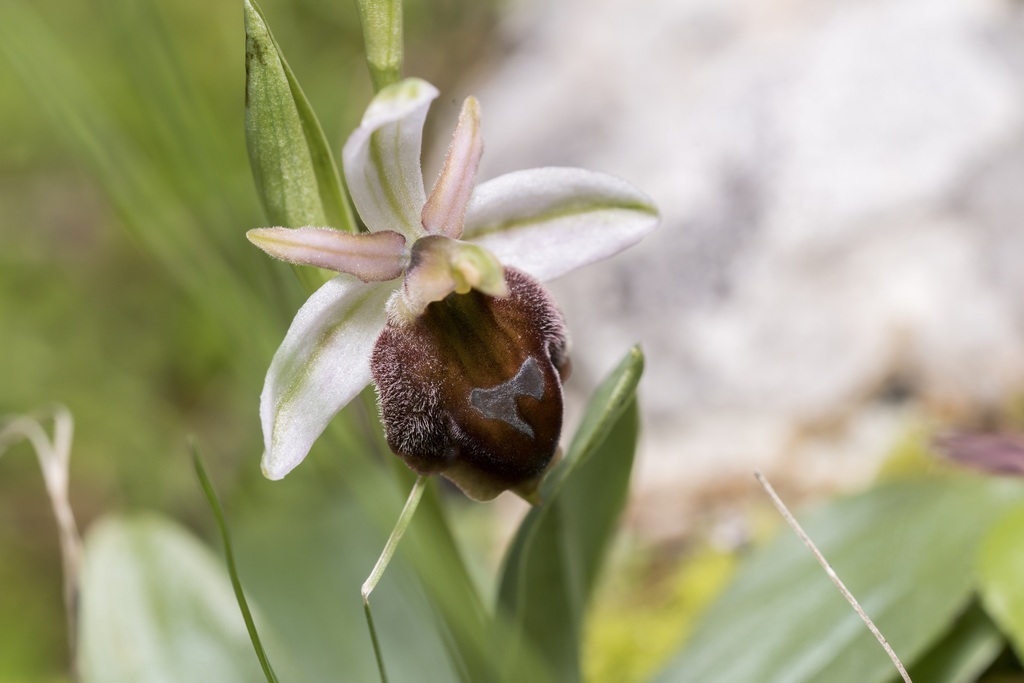 Ophrys argolica