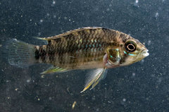 Apistogramma