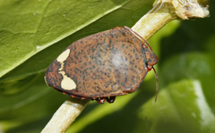 Solenosthedium bilunatum