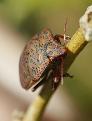 Solenosthedium bilunatum