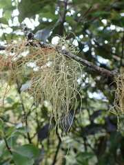 Usnea inermis