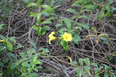 Allamanda cathartica