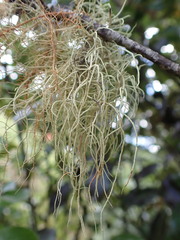 Usnea inermis