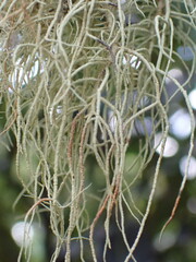 Usnea inermis