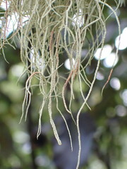 Usnea inermis
