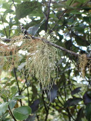 Usnea inermis