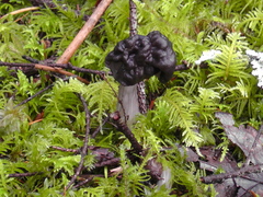 Helvella vespertina