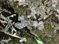 Sticta dendroides