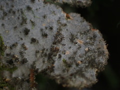 Sticta dendroides
