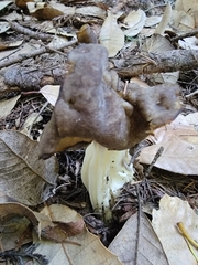 Helvella maculata