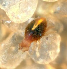 Cheyletidae