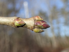 Aesculus hippocastanum