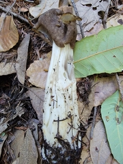 Helvella maculata