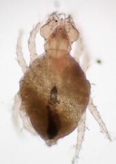 Cheyletidae