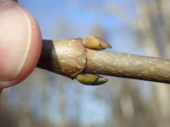 Aesculus hippocastanum