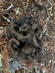 Craterellus