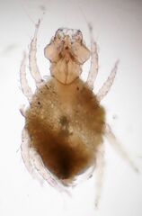Cheyletidae