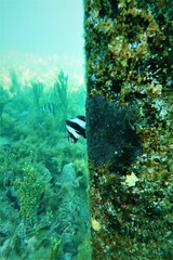 Pseudogoniistius nigripes