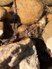 Dolomedes