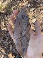 Quercus montana