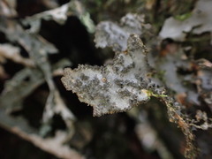 Sticta dendroides