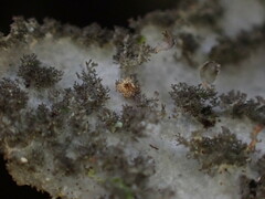 Sticta dendroides