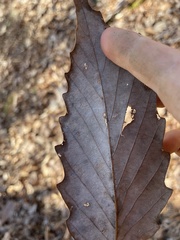 Quercus montana